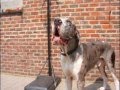 Alano Español video