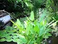 Water Gardens - Candi Dasa