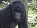 Gorillas in Rwanda, Africa 2006