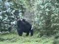 Gorillas in Rwanda, Africa 2006