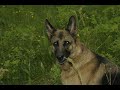 German shepard and Rottweiler German shepard and Rottweiler