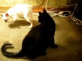 Siamese kitten Kioko and Black cat Magic wrestling-cute