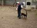 filhotes 03   von german boxer