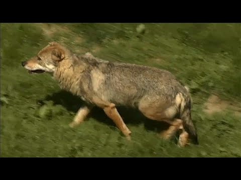 Streit um Frankreichs Wölfe - Die Schäfer sind mit de ...
