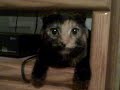 Scottish Fold-Tara Scottish Fold-Tara