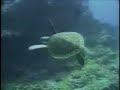 Green Sea Turtle Green Sea Turtle