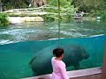 Hippo swimming