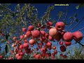 ZAMFIR-CINTECUL LUI IANCU JIANU.wmv Manele-Gratis.net