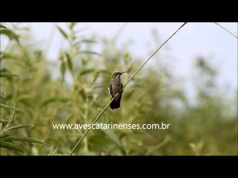 Beija-flor-de-orelha-violeta - Cristiano Voitina