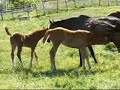 Talisman Farm 20 November 2008 Talisman Farm 20 November 2008