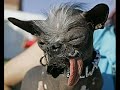 UGLY DOGS