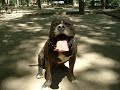 Chico American Pit Bull Torrejon de Ardoz