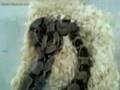 Boa-eating