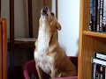 Chicca in assolo