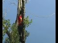 arborist arborist
