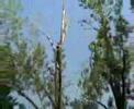 arborist