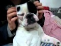 Umm, nice dog massage, I feel sleepy! 