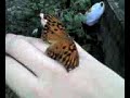 Butterfly n me... Butterfly n me...
