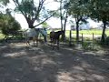 ferri & blanca en el corral