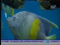 Galeri Aqua - Marine Fish (2/3)