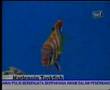 Galeri Aqua - Marine Fish (2/3)