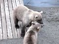 Brooks Camp Katmai, Alaska bear spar