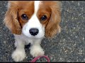 puppies.html
