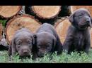 Puppies