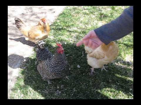 how to harvest eggs from chickens