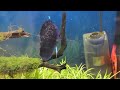 Pisces Discus and Fry 2012