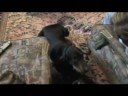 Black and Tan Coonhound Sings Amy Castle Cuppycake Song
