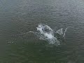 Casio EXILIM Pro EX-F1 Dog Jump into the Water