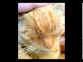 Οι τουζούνες τσακώνονται!.MP4