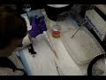 Anandamide uptake assay
