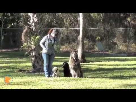 FinetunedCanines - http://www.Fine-tunedCanines.com FB page: http://www.facebook.com/FinetunedCanines 3 off-leash dogs follow the pack leader/trainer; Starring: Charlie (Jack R...