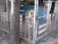 пес акробат