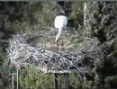 Storchennest