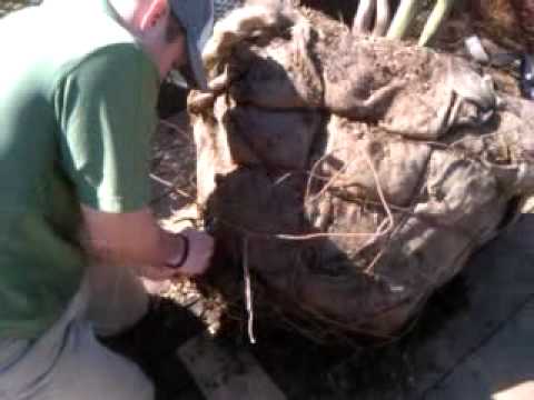 how to properly plant a tree