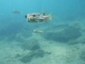 Puffer Fish City