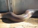 serpiente cabrona serpiente cabrona