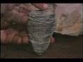 Invertebrate Fossils - Lesson 16 - Part 5 of 7