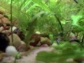 videos de aquarium - 20 gallon long - 03jan2009