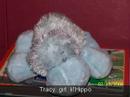 My 58 webkinz & 6 new ones at end My 58 webkinz & 6 new ones at end