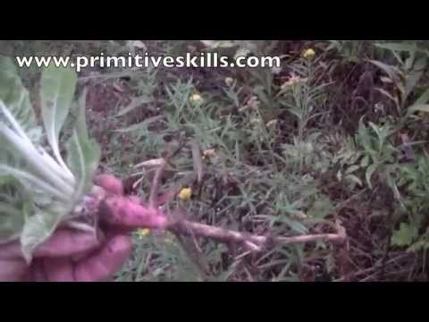 how to plant evening primrose