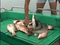 Fishing in Thailand Fishing in Thailand