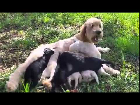 Annie and Puppies!!!