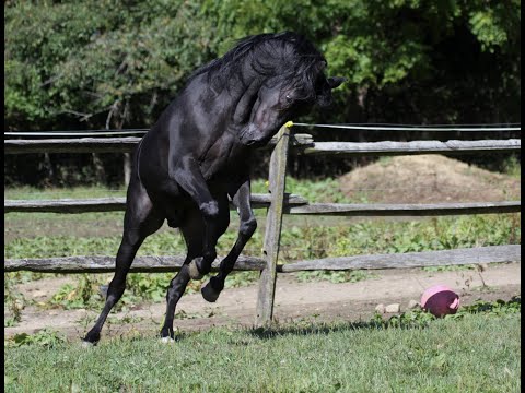 <b>Description: </b>Hu Nymeer at Hughes Arabians, USA<br/>