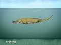 Whales evolution Whales evolution