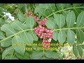 Biodiversidade Biodiversidade