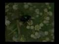 Biodiversidade